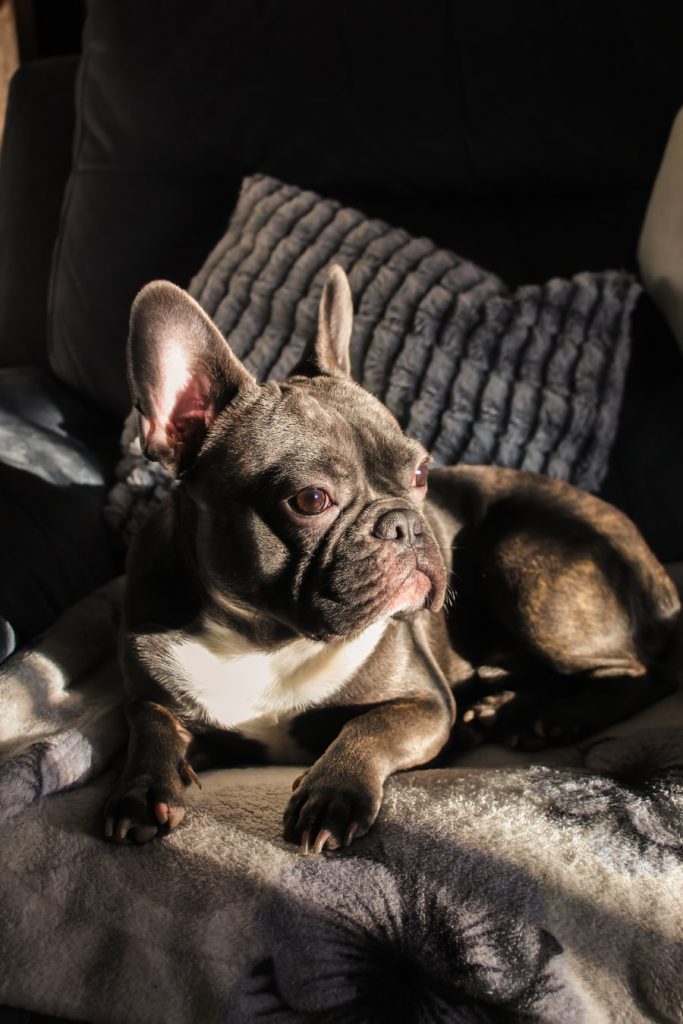 Upholstery Cleaning